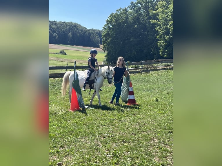 Weitere Ponys/Kleinpferde Stute 16 Jahre 120 cm Schimmel in Ursensollen