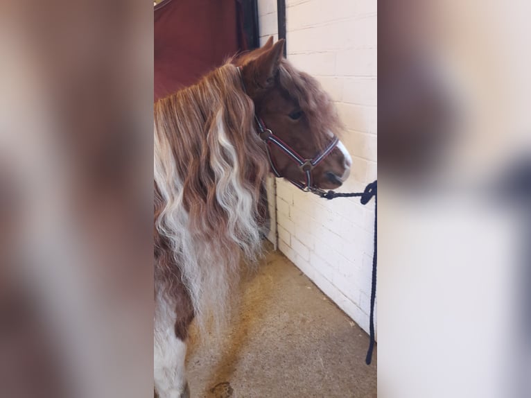 Weitere Ponys/Kleinpferde Mix Stute 16 Jahre 122 cm Schecke in Steinbergkirche
