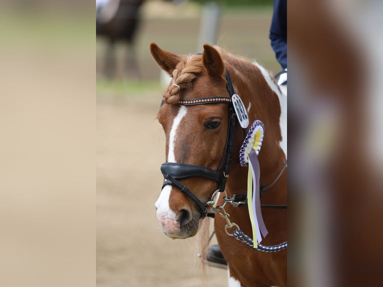 Weitere Ponys/Kleinpferde Mix Stute 16 Jahre 122 cm Schecke in Steinbergkirche