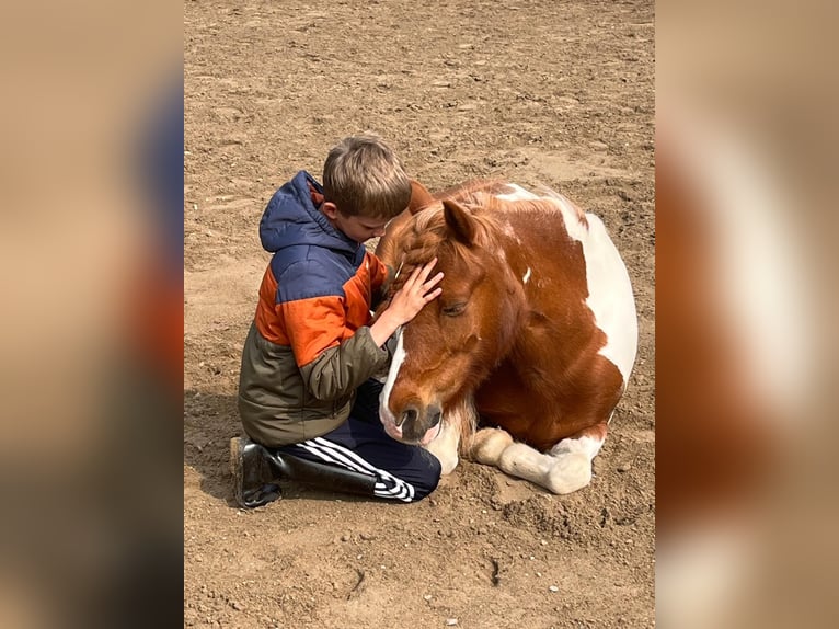 Weitere Ponys/Kleinpferde Mix Stute 16 Jahre 122 cm Schecke in Steinbergkirche