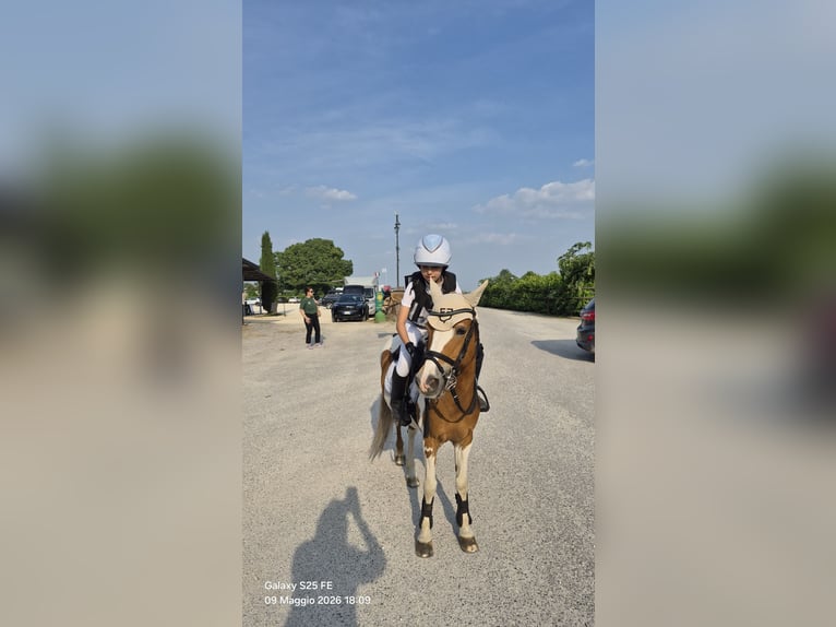 Weitere Ponys/Kleinpferde Stute 16 Jahre 127 cm Schecke in Villasants