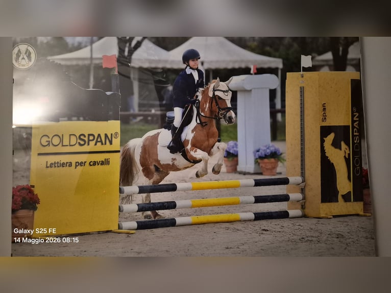 Weitere Ponys/Kleinpferde Stute 16 Jahre 127 cm Schecke in Villasants