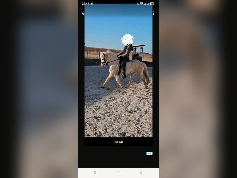 Weitere Ponys/Kleinpferde Mix Stute 16 Jahre 135 cm Schimmel in Mirow