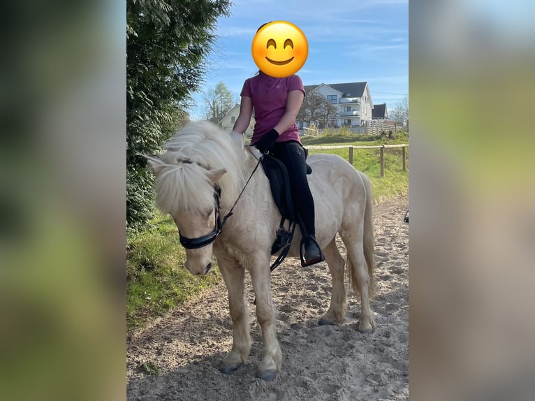 Weitere Ponys/Kleinpferde Stute 16 Jahre 136 cm Palomino in Windhagen