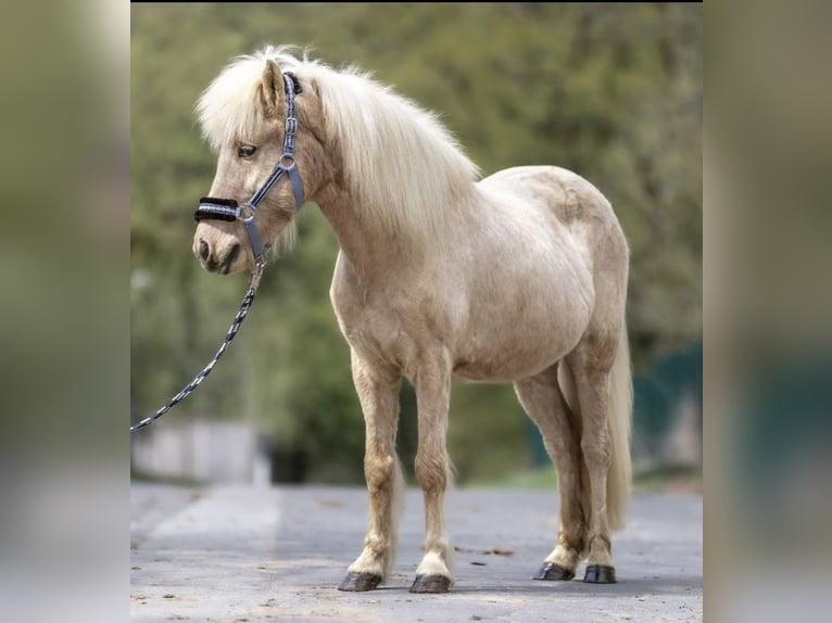 Weitere Ponys/Kleinpferde Stute 16 Jahre 136 cm Palomino in Windhagen