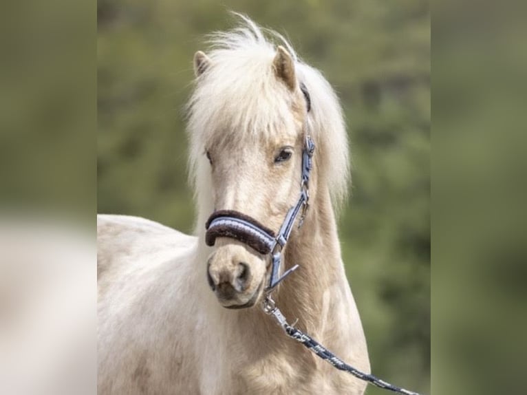 Weitere Ponys/Kleinpferde Stute 16 Jahre 136 cm Palomino in Windhagen