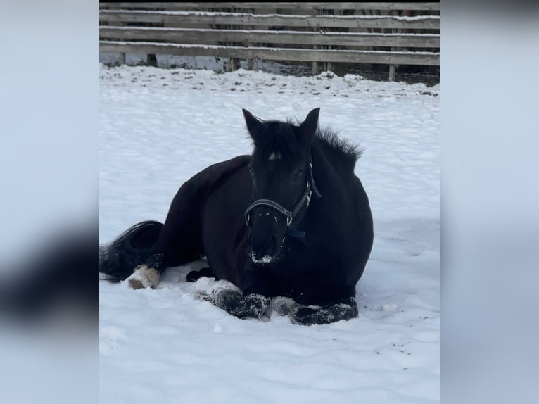 Weitere Ponys/Kleinpferde Mix Stute 16 Jahre 143 cm Rappe in Ludwigsh&#xF6;he