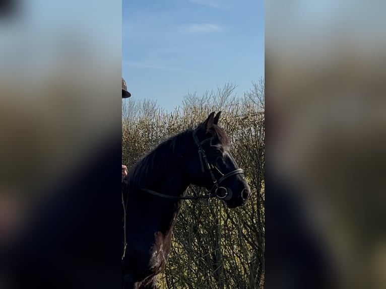 Weitere Ponys/Kleinpferde Mix Stute 16 Jahre 143 cm Rappe in Ludwigsh&#xF6;he