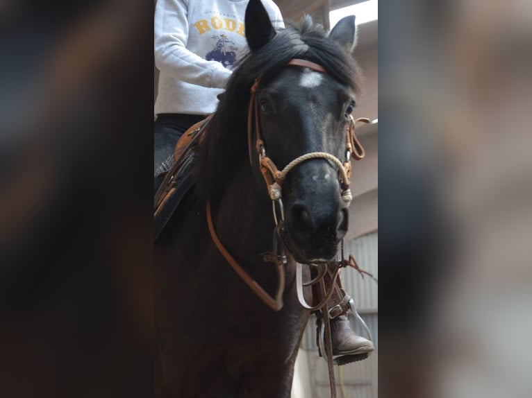 Weitere Ponys/Kleinpferde Mix Stute 16 Jahre 143 cm Rappe in Ludwigsh&#xF6;he