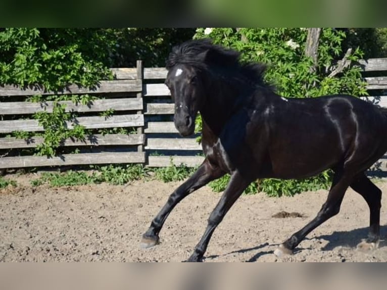 Weitere Ponys/Kleinpferde Mix Stute 16 Jahre 143 cm Rappe in Ludwigsh&#xF6;he