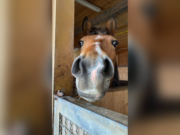 Weitere Ponys/Kleinpferde Mix Stute 16 Jahre 150 cm Rotbrauner in Königsbrunn