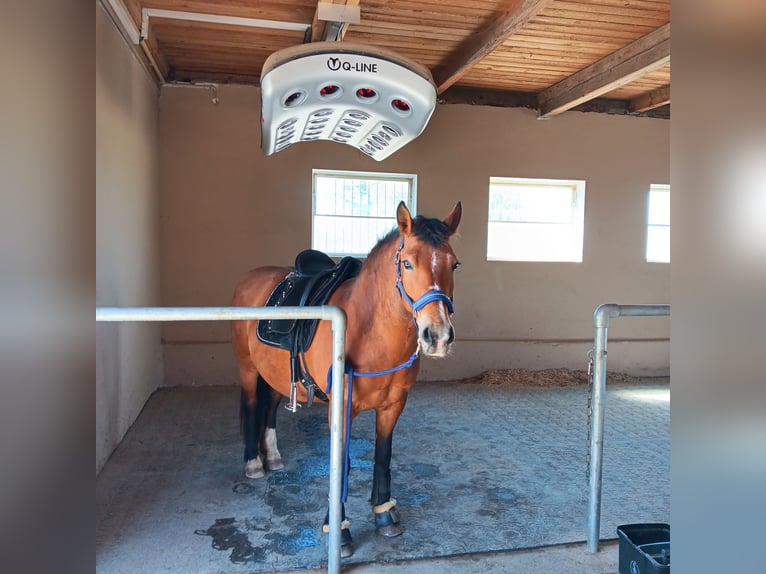 Weitere Ponys/Kleinpferde Mix Stute 16 Jahre 150 cm Rotbrauner in Königsbrunn