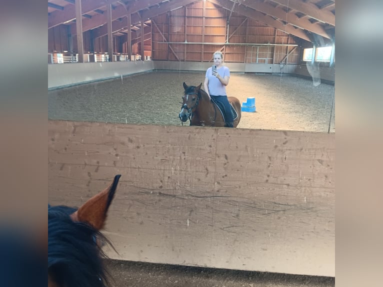 Weitere Ponys/Kleinpferde Mix Stute 16 Jahre 150 cm Rotbrauner in Königsbrunn