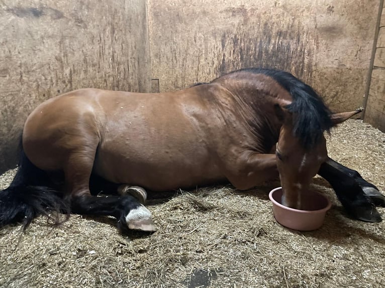Weitere Ponys/Kleinpferde Mix Stute 16 Jahre 150 cm Rotbrauner in Königsbrunn