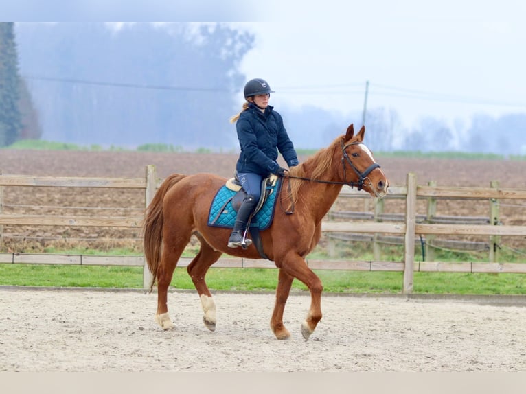 Weitere Ponys/Kleinpferde Stute 16 Jahre 153 cm Dunkelfuchs in Bogaarden