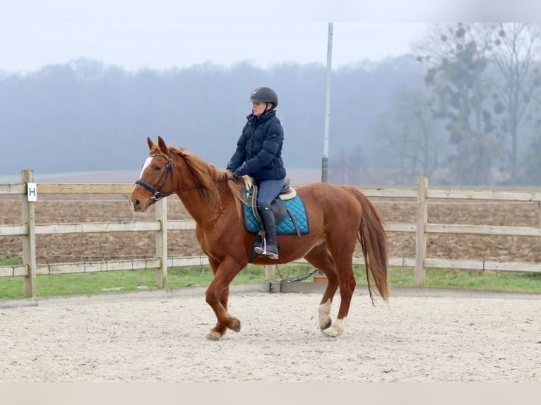 Weitere Ponys/Kleinpferde Stute 16 Jahre 153 cm Dunkelfuchs in Bogaarden
