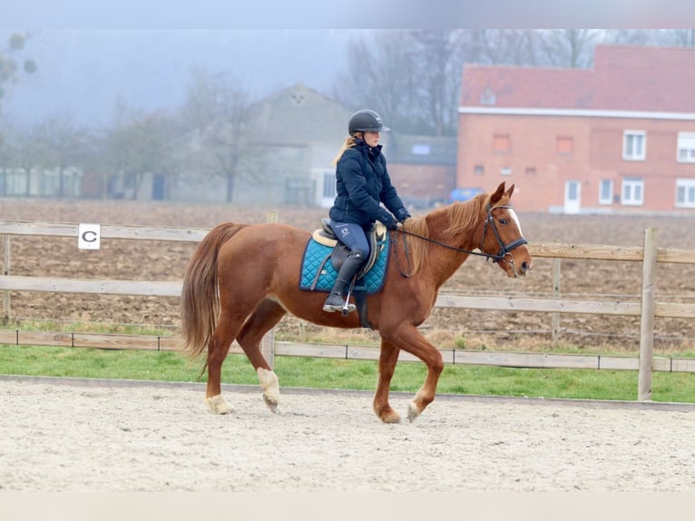 Weitere Ponys/Kleinpferde Stute 16 Jahre 153 cm Dunkelfuchs in Bogaarden