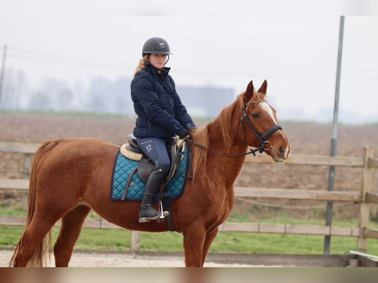 Weitere Ponys/Kleinpferde Stute 16 Jahre 153 cm Dunkelfuchs in Bogaarden