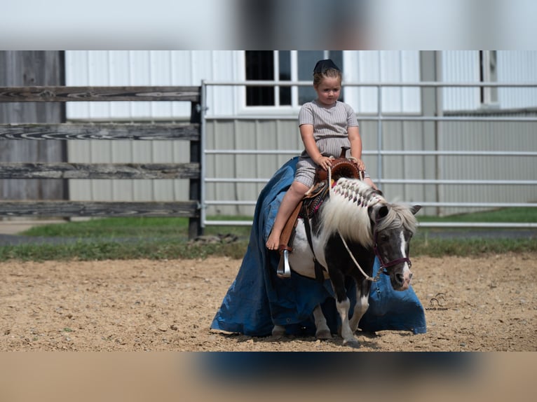 Weitere Ponys/Kleinpferde Stute 16 Jahre 91 cm Schecke in Fredericksburg