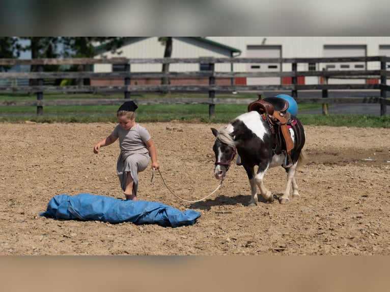 Weitere Ponys/Kleinpferde Stute 16 Jahre 91 cm Schecke in Fredericksburg