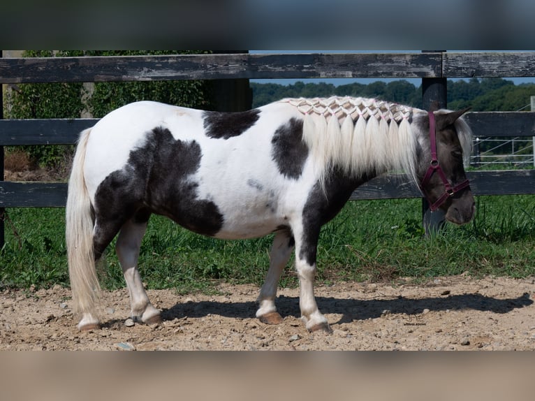 Weitere Ponys/Kleinpferde Stute 16 Jahre 91 cm Schecke in Fredericksburg