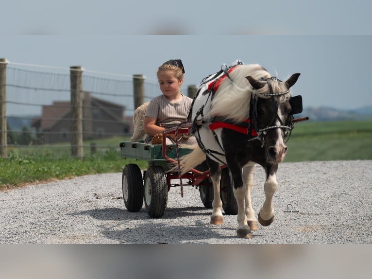 Weitere Ponys/Kleinpferde Stute 16 Jahre 91 cm Schecke in Fredericksburg
