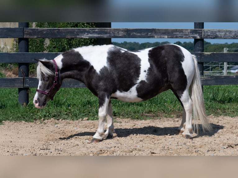 Weitere Ponys/Kleinpferde Stute 16 Jahre 91 cm Schecke in Fredericksburg
