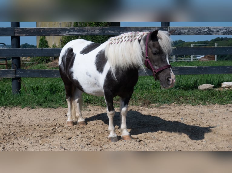 Weitere Ponys/Kleinpferde Stute 16 Jahre 91 cm Schecke in Fredericksburg