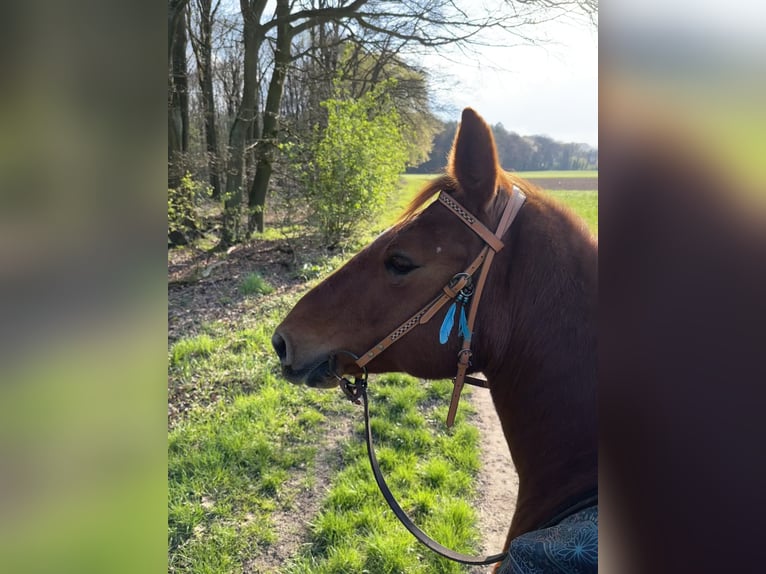 Weitere Ponys/Kleinpferde Mix Stute 17 Jahre 145 cm Fuchs in Neuss