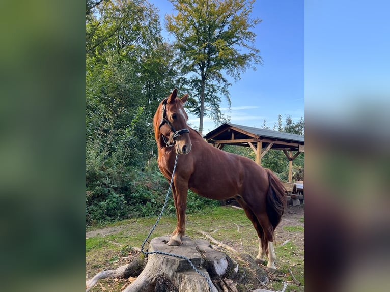 Weitere Ponys/Kleinpferde Mix Stute 17 Jahre 145 cm Fuchs in Neuss