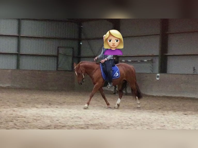 Weitere Ponys/Kleinpferde Mix Stute 17 Jahre 145 cm Fuchs in Neuss