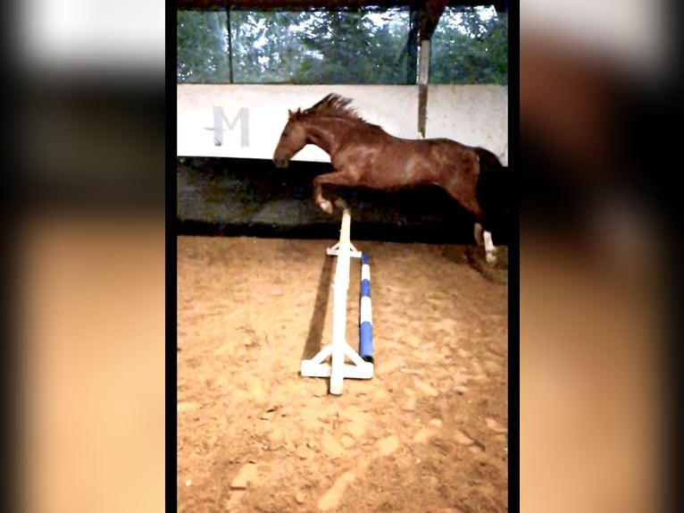 Weitere Ponys/Kleinpferde Mix Stute 17 Jahre 145 cm Fuchs in Neuss