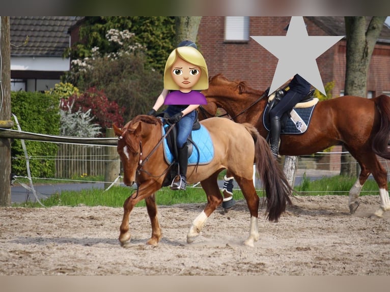Weitere Ponys/Kleinpferde Mix Stute 17 Jahre 145 cm Fuchs in Neuss