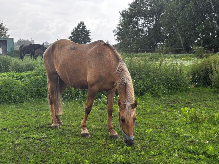 Weitere Ponys/Kleinpferde Stute 17 Jahre 155 cm Cremello in Stahnsdorf