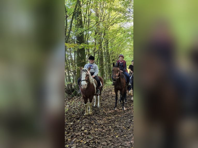 Weitere Ponys/Kleinpferde Stute 18 Jahre 125 cm Overo-alle-Farben in Brunehaut
