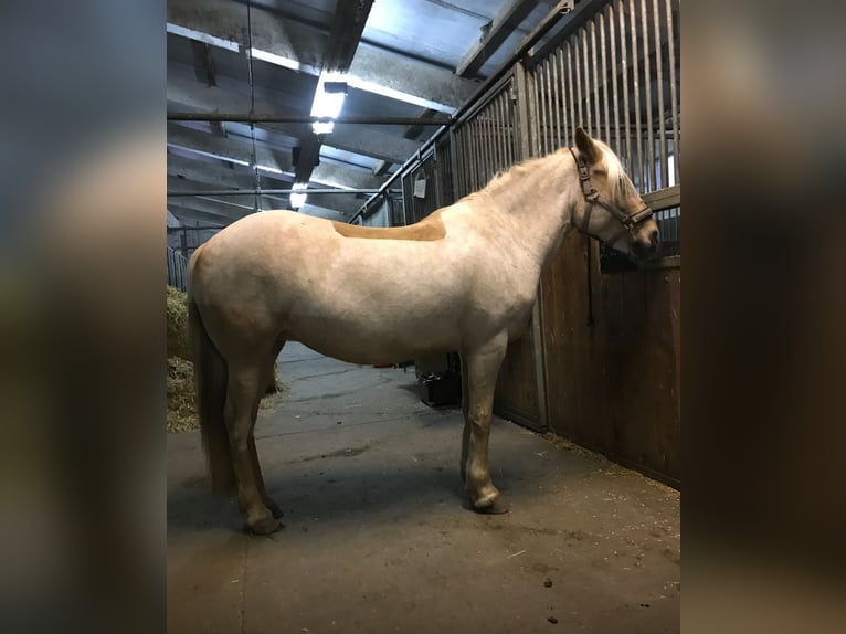 Weitere Ponys/Kleinpferde Stute 18 Jahre 138 cm Palomino in Frohburg
