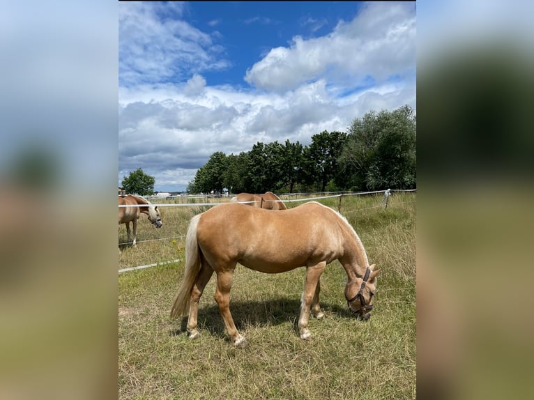 Weitere Ponys/Kleinpferde Stute 18 Jahre 138 cm Palomino in Frohburg