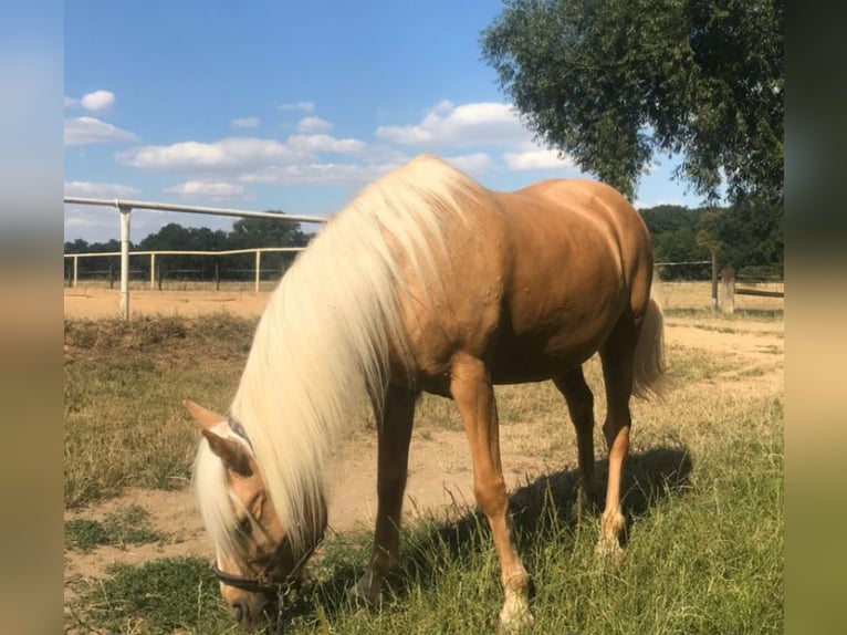 Weitere Ponys/Kleinpferde Stute 18 Jahre 138 cm Palomino in Frohburg