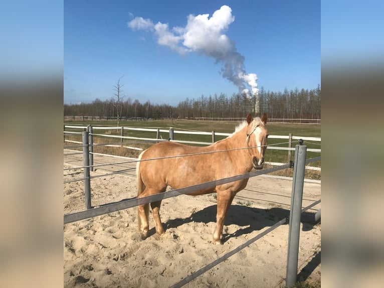 Weitere Ponys/Kleinpferde Stute 18 Jahre 138 cm Palomino in Frohburg