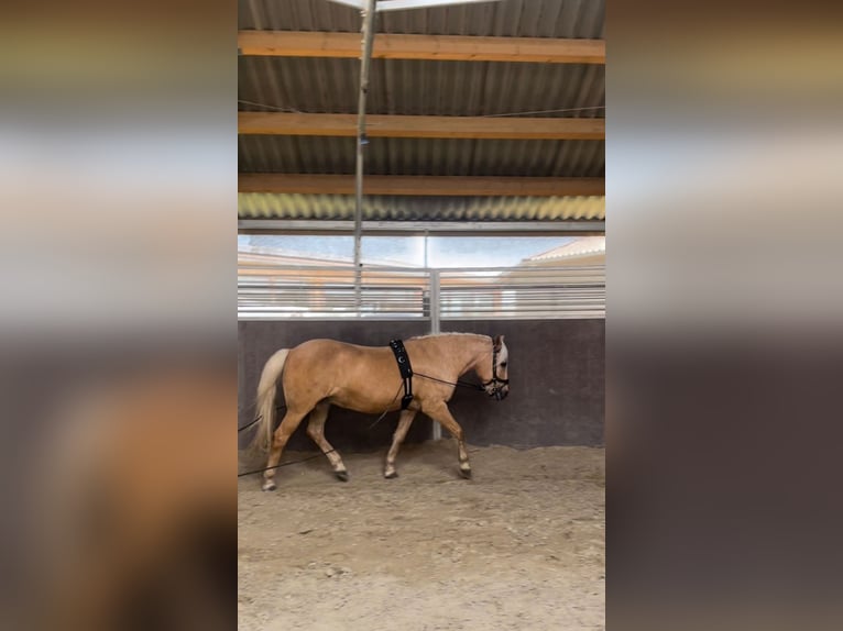 Weitere Ponys/Kleinpferde Stute 18 Jahre 138 cm Palomino in Frohburg