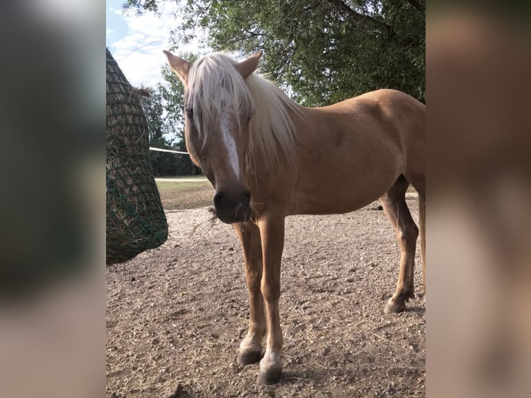 Weitere Ponys/Kleinpferde Stute 18 Jahre 138 cm Palomino in Frohburg