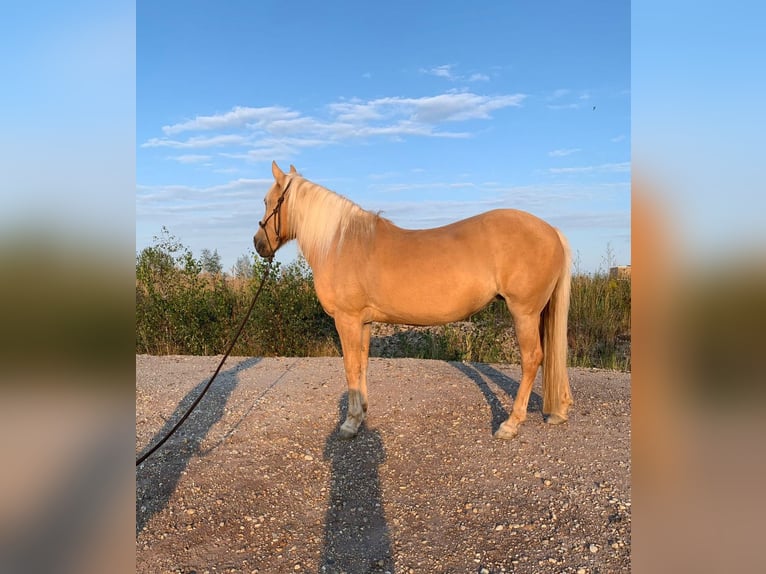 Weitere Ponys/Kleinpferde Stute 18 Jahre 138 cm Palomino in Frohburg