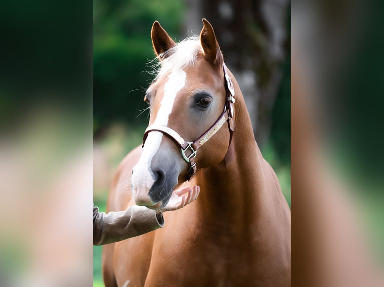 Weitere Ponys/Kleinpferde Mix Stute 18 Jahre 140 cm Fuchs in Leutkirch im Allgäu