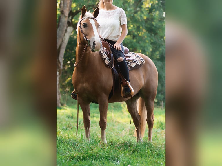 Weitere Ponys/Kleinpferde Mix Stute 18 Jahre 140 cm Fuchs in Leutkirch im Allgäu