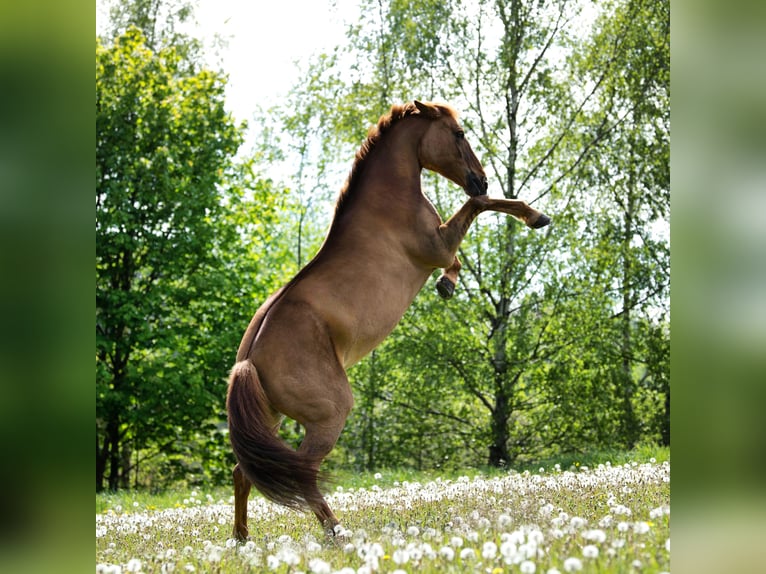 Weitere Ponys/Kleinpferde Mix Stute 18 Jahre 146 cm Fuchs in Hochdorf