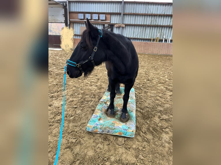 Weitere Ponys/Kleinpferde Stute 18 Jahre 147 cm Rappe in Ennepetal