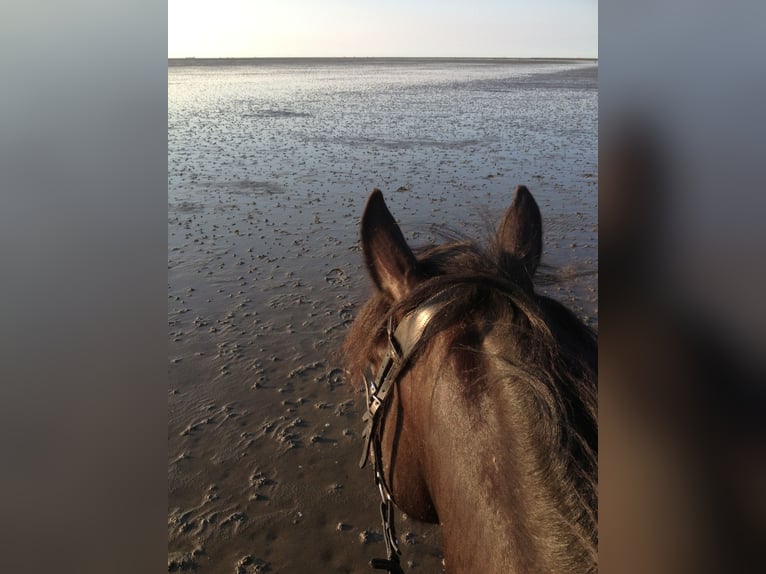 Weitere Ponys/Kleinpferde Stute 18 Jahre 147 cm Rappe in Ennepetal