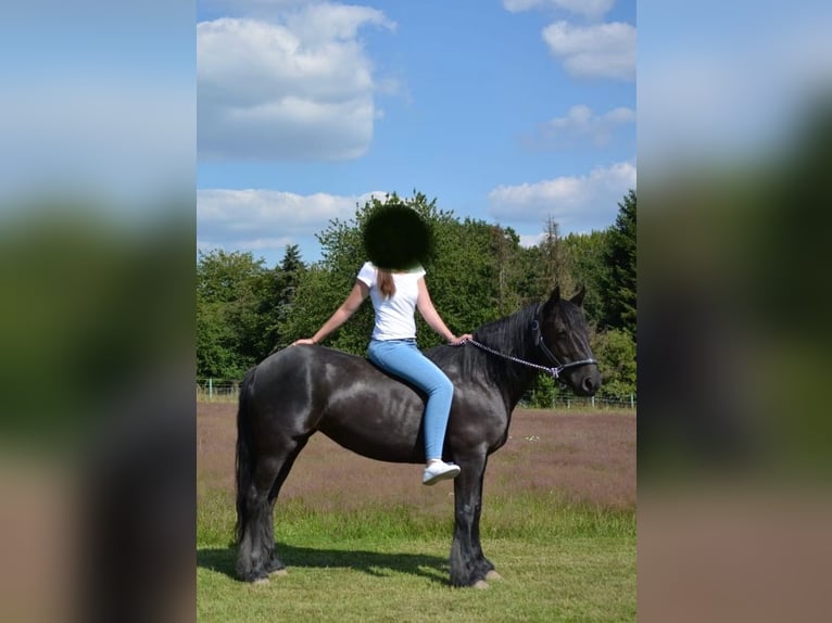 Weitere Ponys/Kleinpferde Stute 18 Jahre 147 cm Rappe in Ennepetal
