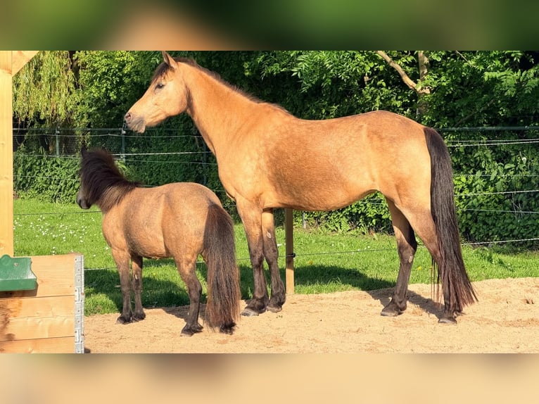 Weitere Ponys/Kleinpferde Stute 18 Jahre 148 cm Buckskin in Zwaag