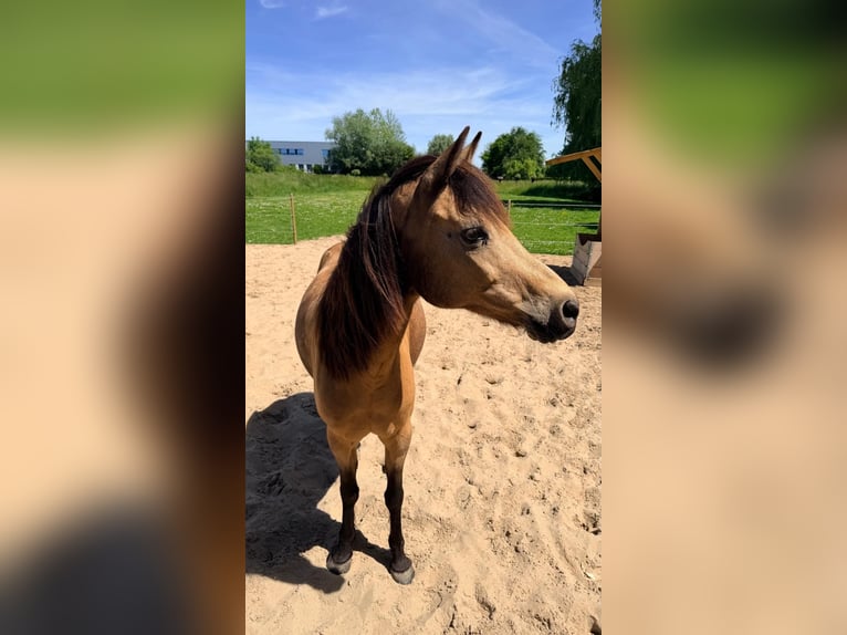 Weitere Ponys/Kleinpferde Stute 18 Jahre 148 cm Buckskin in Zwaag